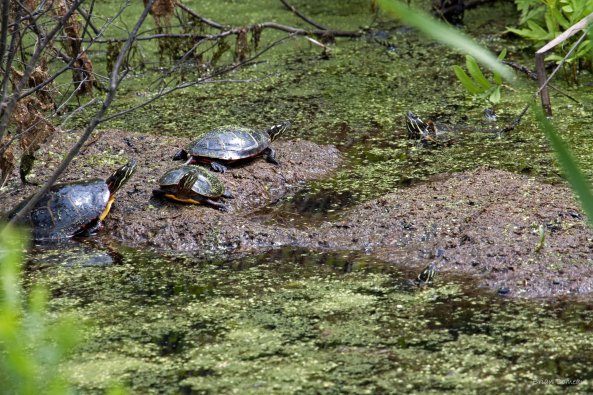 "Shell Game" - Painted Turtles, Hampstead, NB