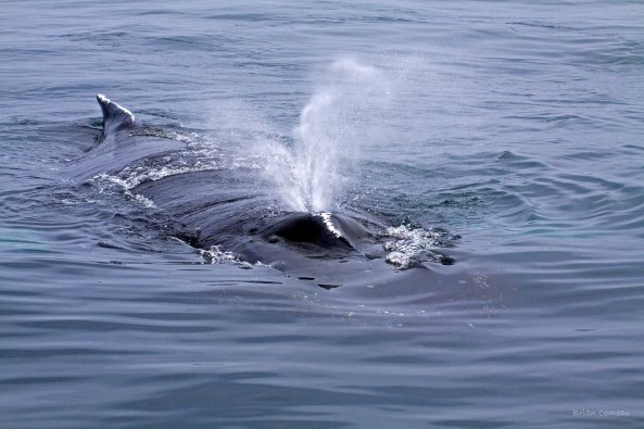 "Leviathan" - Humpback Whale. Bay of Fundy, Nova Scotia